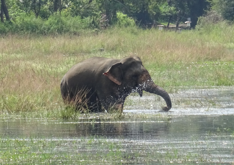 Wild Elephant 2