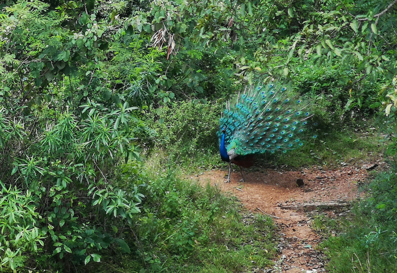 Peacock