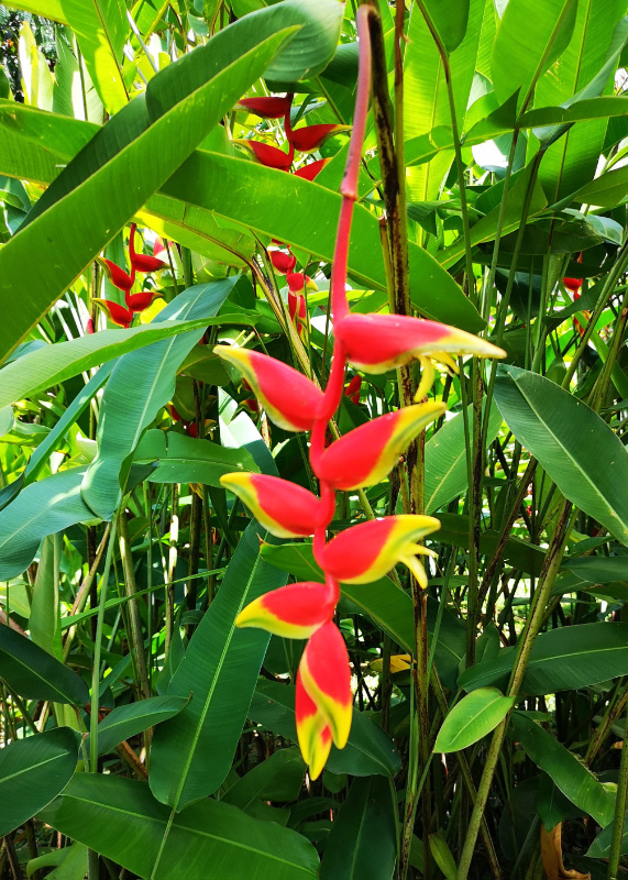 Botanical 2