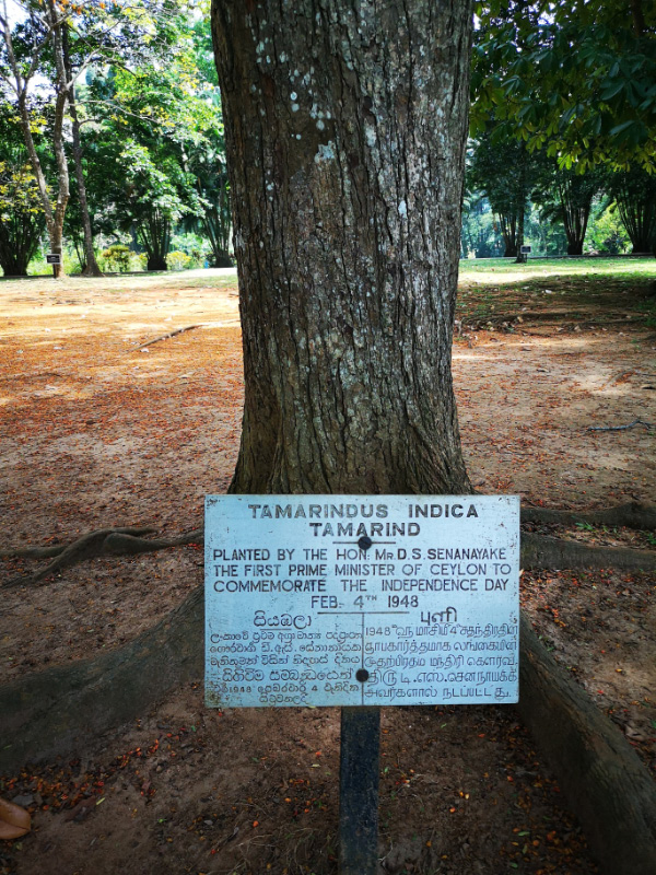 Botanical 6