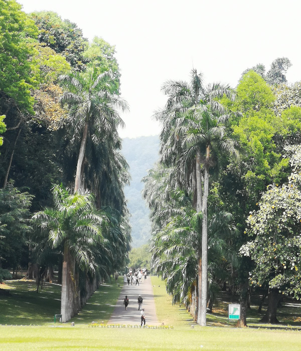 Botanical 8