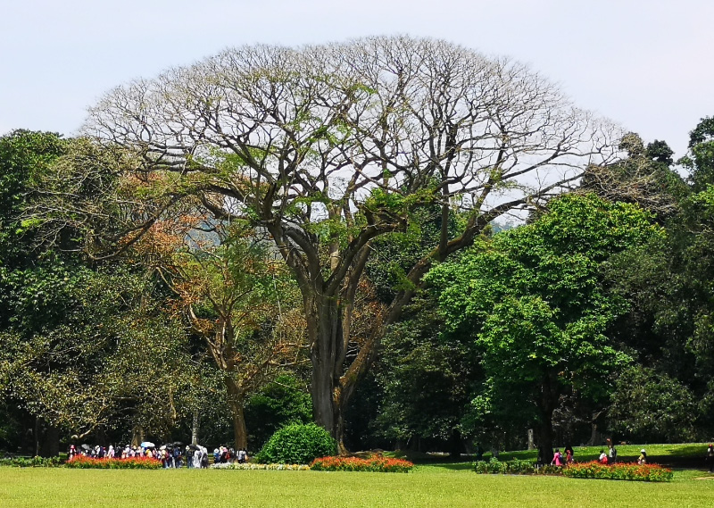 Botanical 9