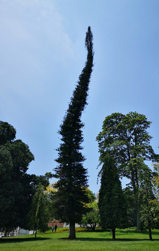 Botanical 10