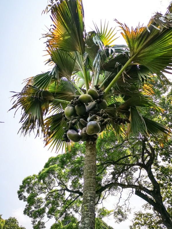 Botanical 11