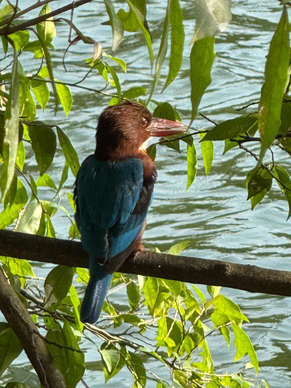 Kingfisher