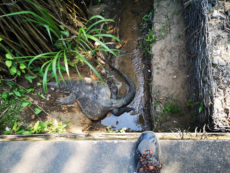 Water monitors 1