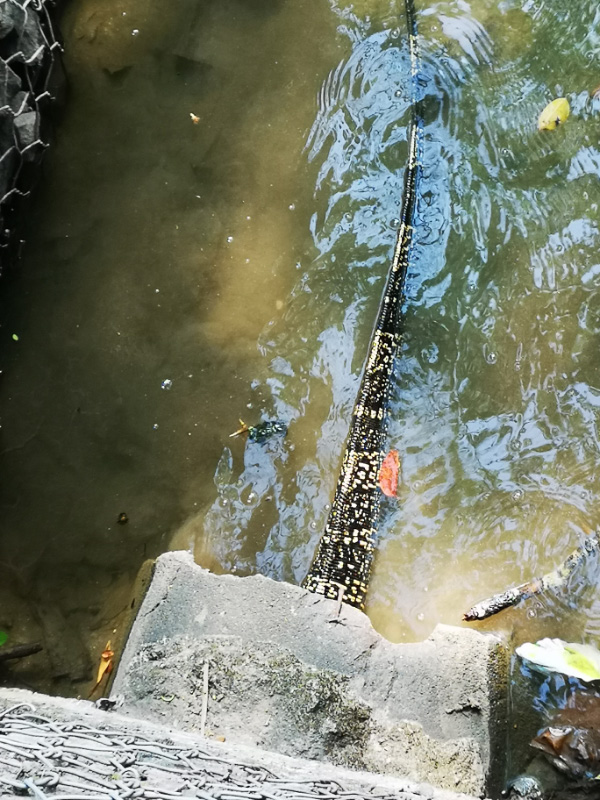 Water monitors 4