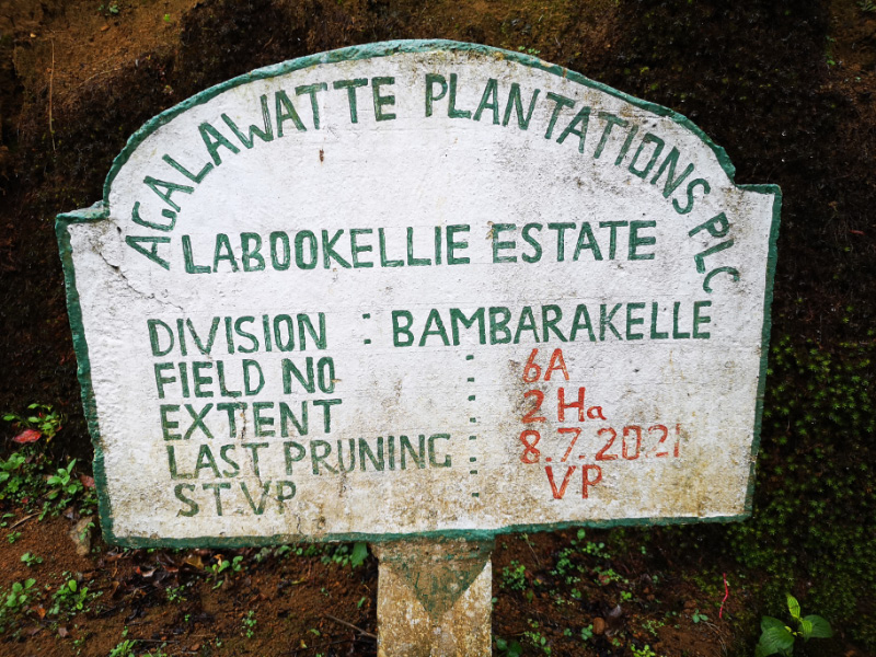 Plantation
