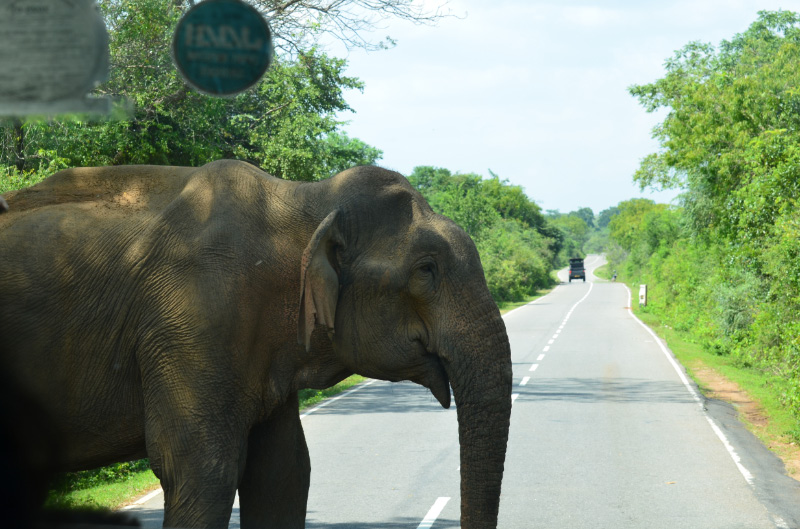 Elephant 3
