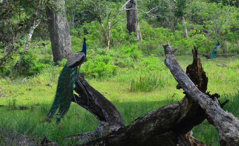 Peacock 1