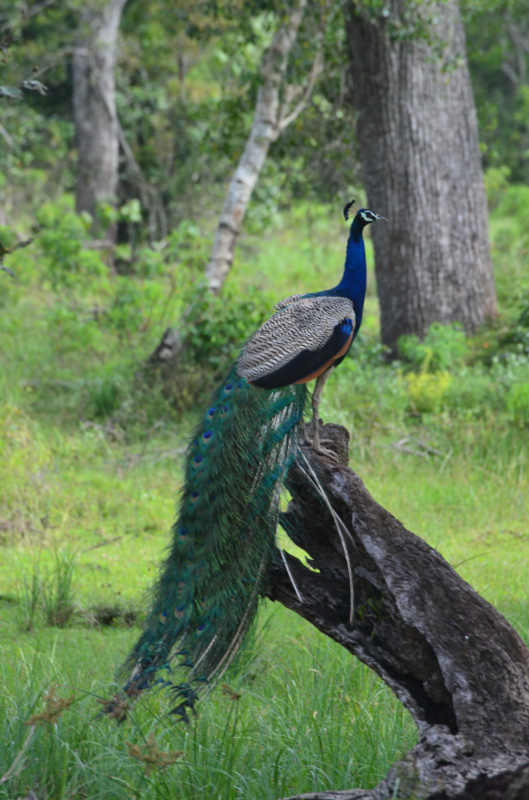 Peacock 2