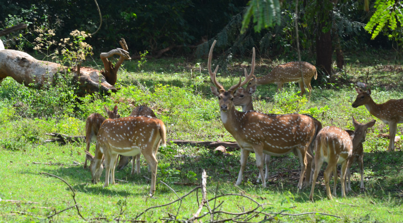Deer 1