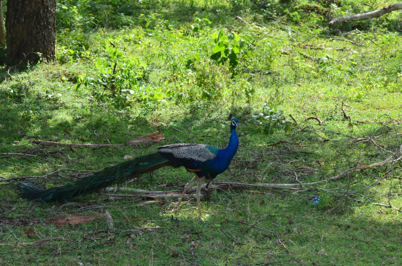 Peacock 3