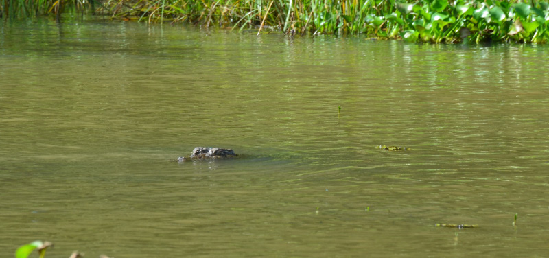 Croc