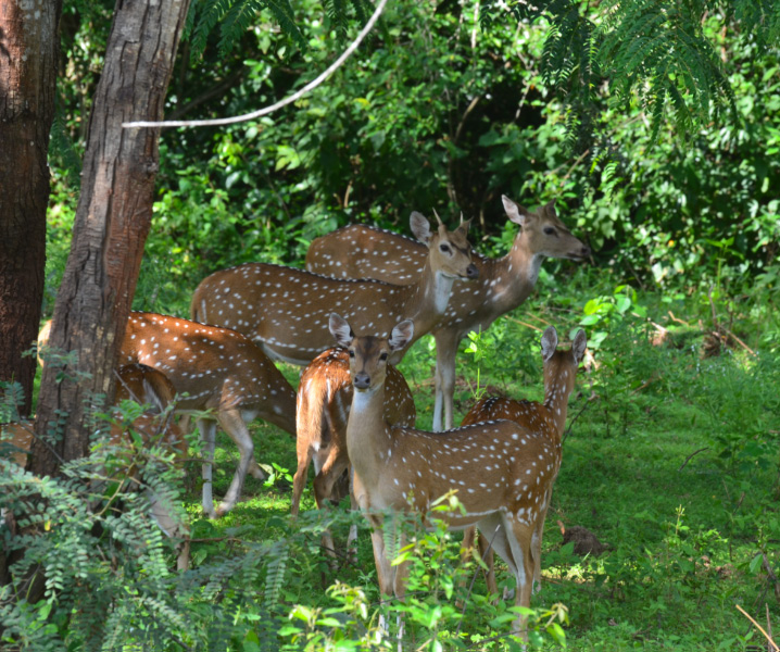 Deer 2