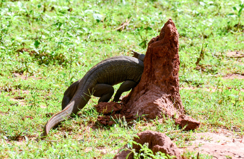 Land Monitor 1