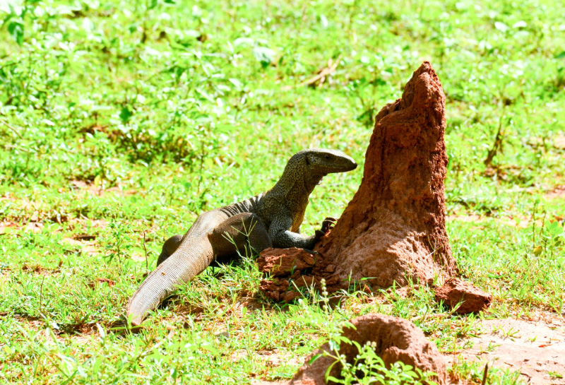Land Monitor 2