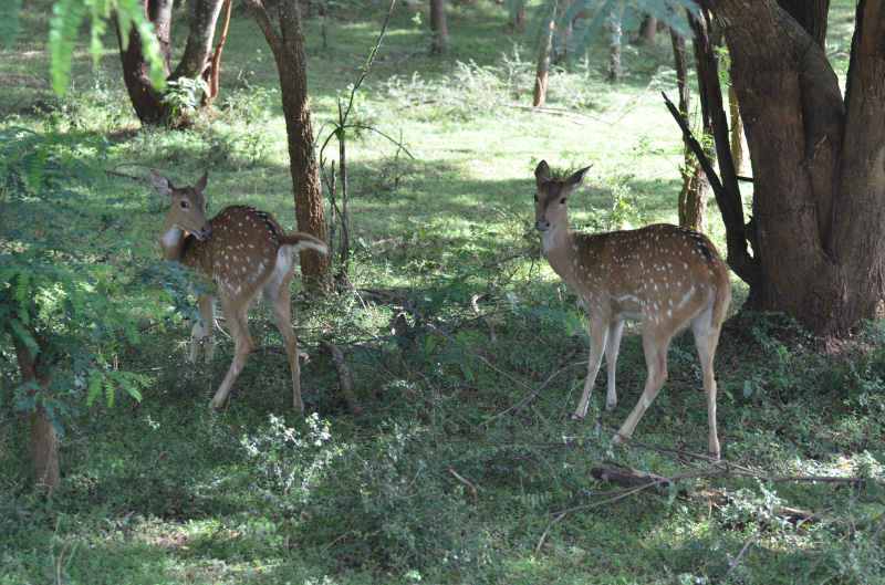 Deer 3