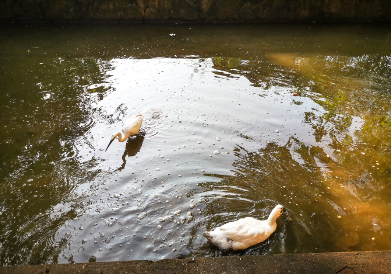 Ducks 1