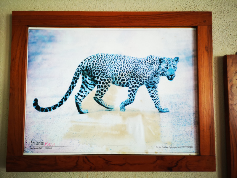 Leopard