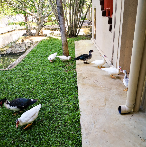 Ducks 2