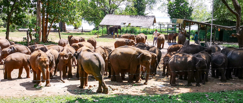Elephant 2