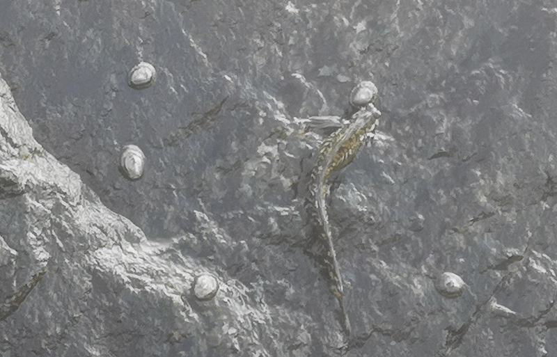 Goby