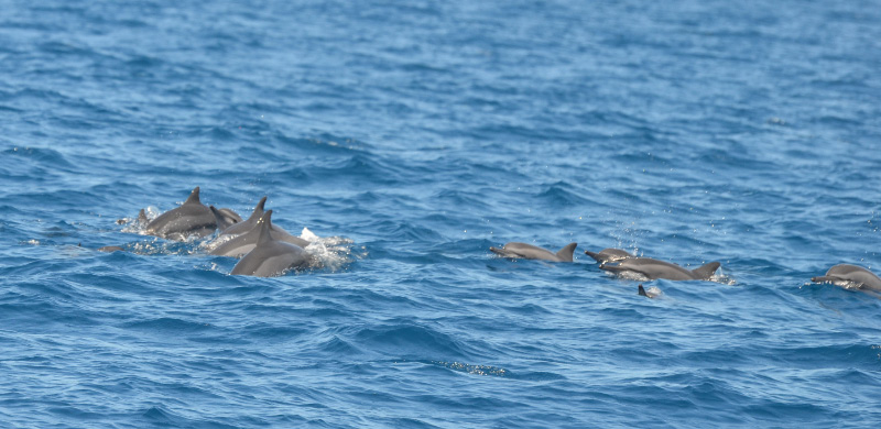 Dolphins 2