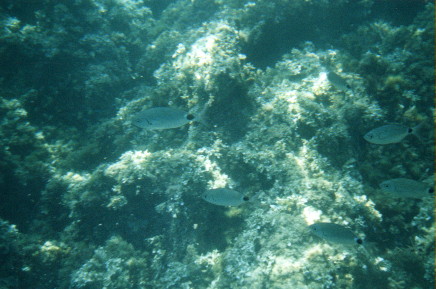 fish 1