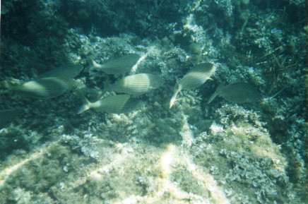fish 2