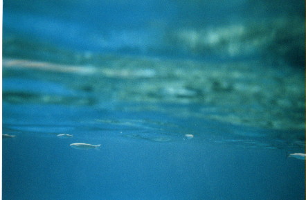 fish surface