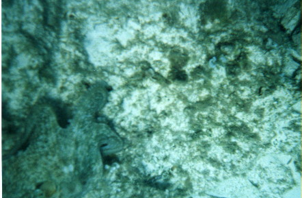 octopus